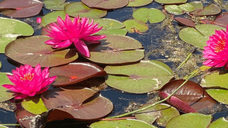 youtube thumbnail (95)